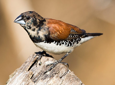 Red-backed Mannikin immature